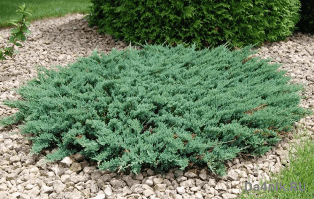 Стрижка можжевельника: когда, какая и как выполняется