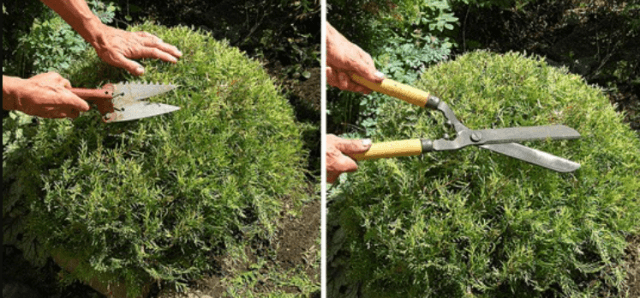 Стрижка можжевельника: когда, какая и как выполняется