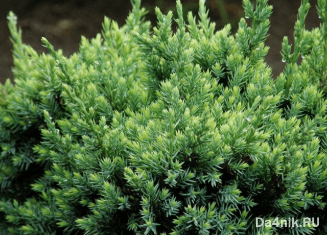 Стрижка можжевельника: когда, какая и как выполняется