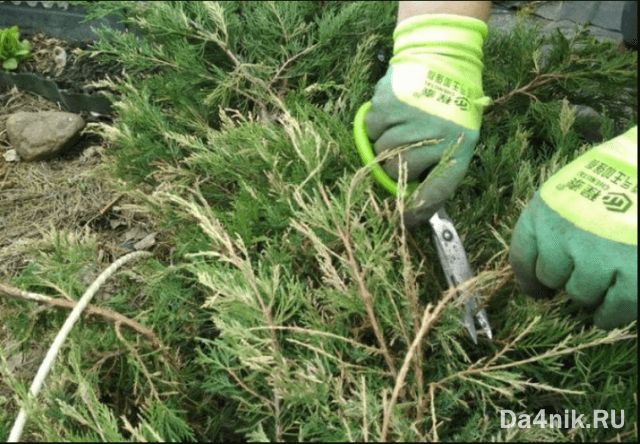 Стрижка можжевельника: когда, какая и как выполняется