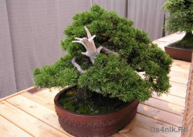 Стрижка можжевельника: когда, какая и как выполняется