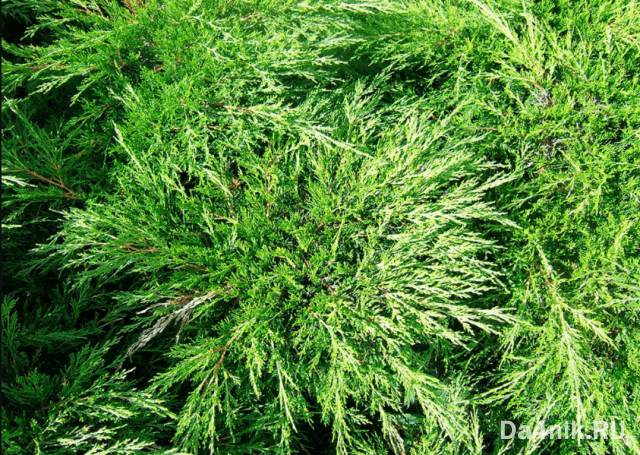 Стрижка можжевельника: когда, какая и как выполняется