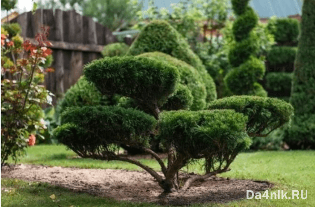 Стрижка можжевельника: когда, какая и как выполняется