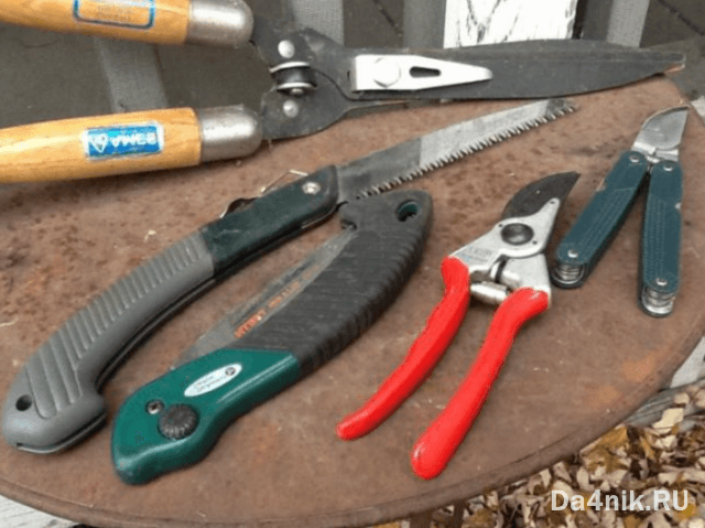 Стрижка можжевельника: когда, какая и как выполняется