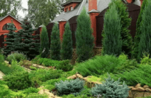 Стрижка можжевельника: когда, какая и как выполняется