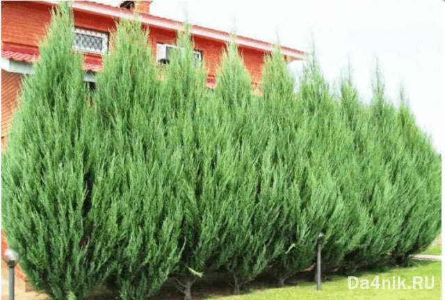 Стрижка можжевельника: когда, какая и как выполняется