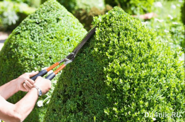Стрижка можжевельника: когда, какая и как выполняется