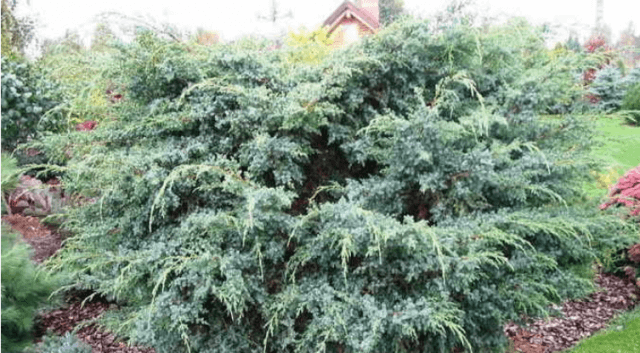 Стрижка можжевельника: когда, какая и как выполняется