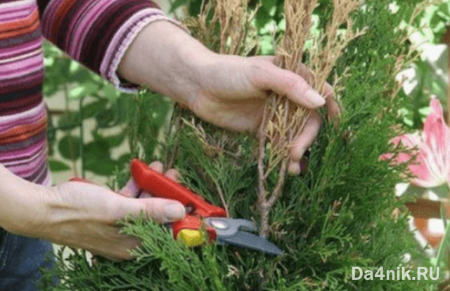 Стрижка можжевельника: когда, какая и как выполняется