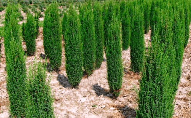 Стрижка можжевельника: когда, какая и как выполняется