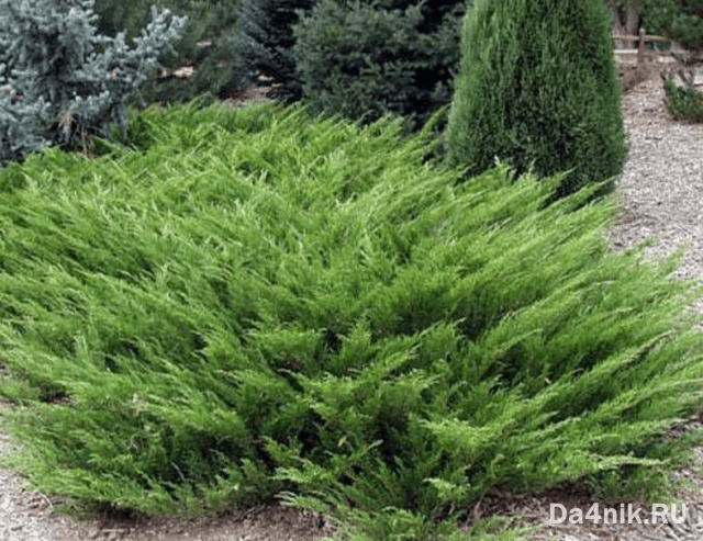 Стрижка можжевельника: когда, какая и как выполняется