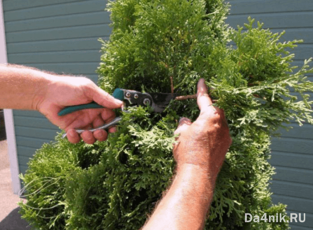 Стрижка можжевельника: когда, какая и как выполняется