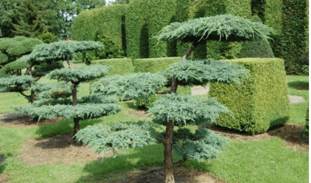 Стрижка можжевельника: когда, какая и как выполняется