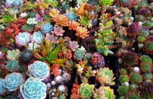 Суккуленты (50 фото): чудные растения, привыкшие к засухе