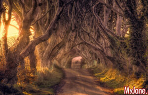 Таинственная аллея Дарк Хеджес