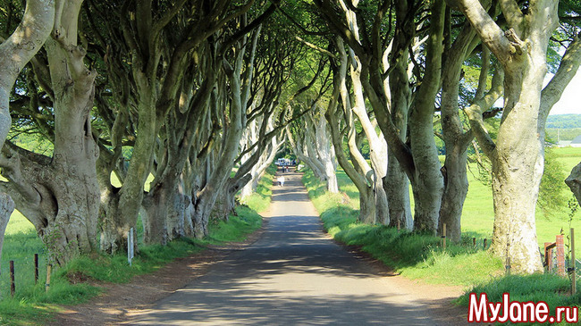 Таинственная аллея Дарк Хеджес