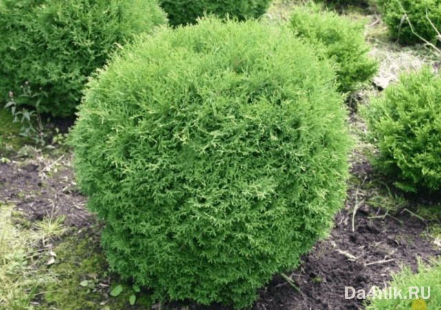 Туи в ландшафтном дизайне