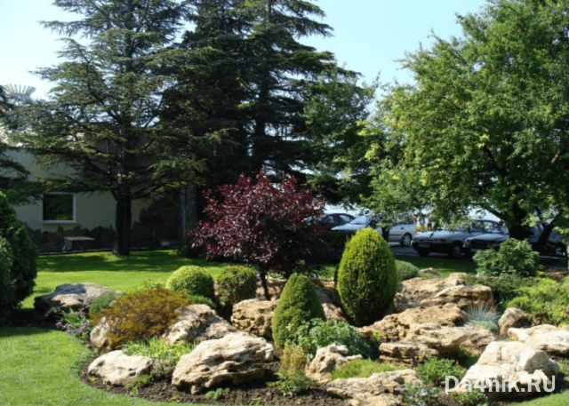 Туи в ландшафтном дизайне