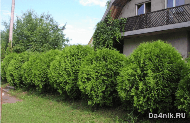 Туи в ландшафтном дизайне