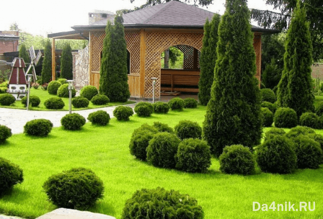 Туи в ландшафтном дизайне