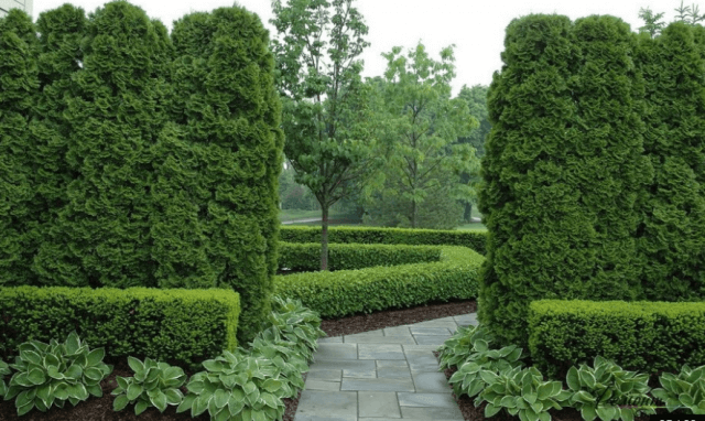 Туи в ландшафтном дизайне