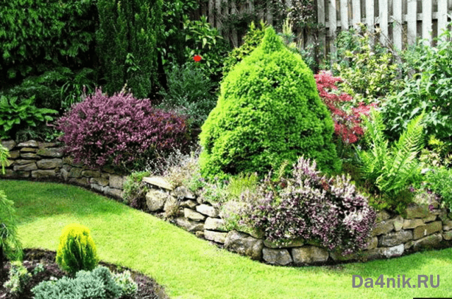 Туи в ландшафтном дизайне