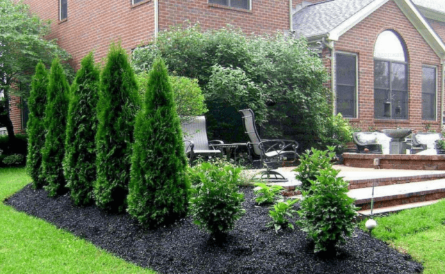 Туи в ландшафтном дизайне