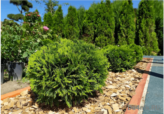 Туи в ландшафтном дизайне