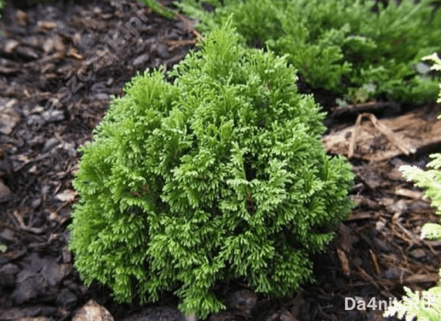 Туи в ландшафтном дизайне