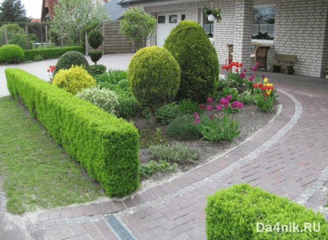 Туи в ландшафтном дизайне