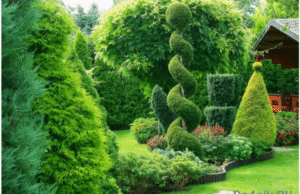 Туи в ландшафтном дизайне