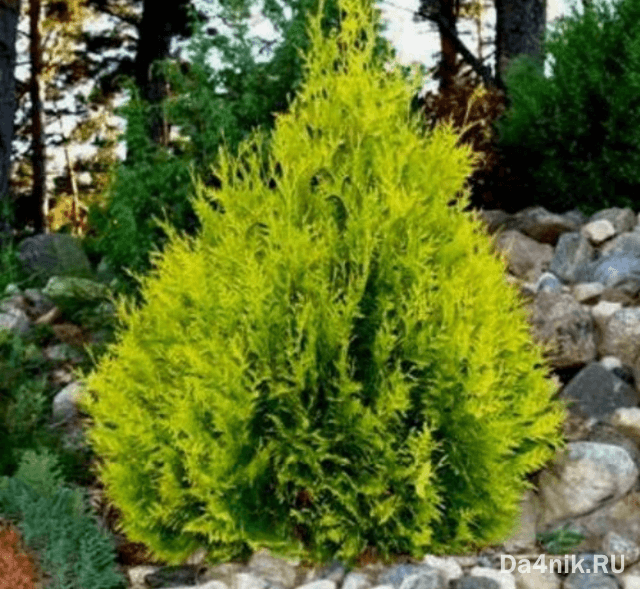 Туи в ландшафтном дизайне