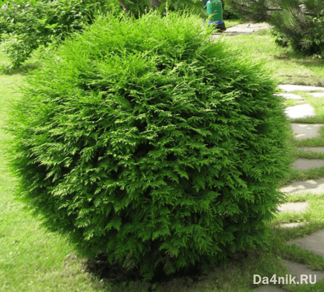 Туи в ландшафтном дизайне