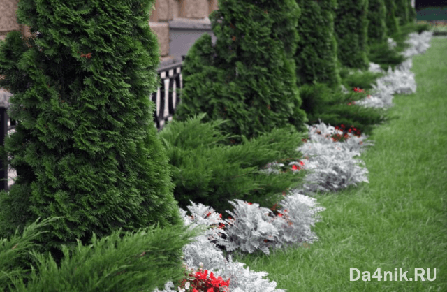 Туи в ландшафтном дизайне