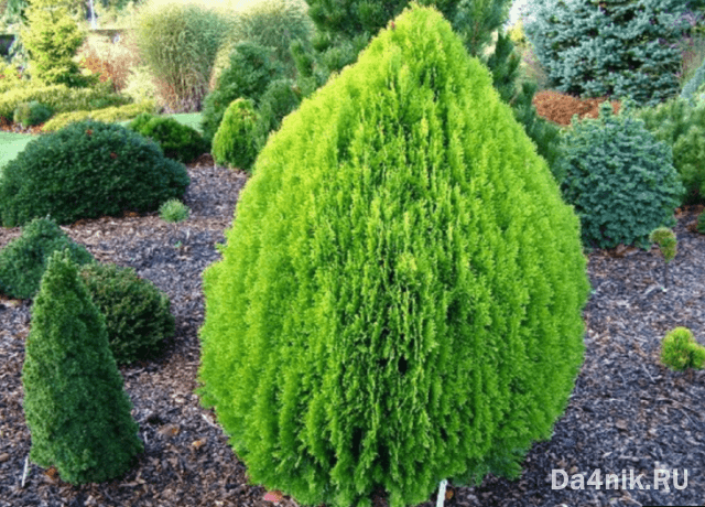 Туи в ландшафтном дизайне