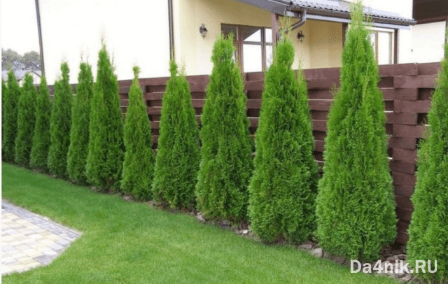 Туи в ландшафтном дизайне