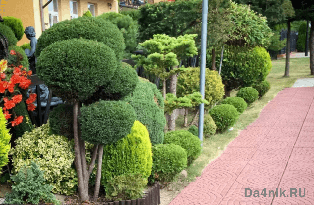 Туи в ландшафтном дизайне