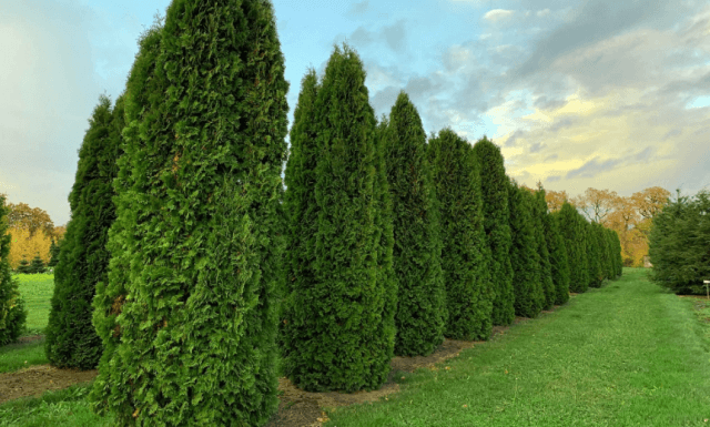 Туи в ландшафтном дизайне