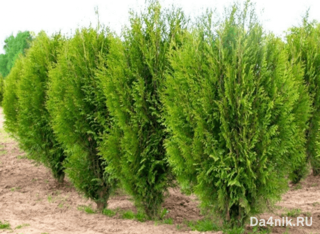 Туи в ландшафтном дизайне