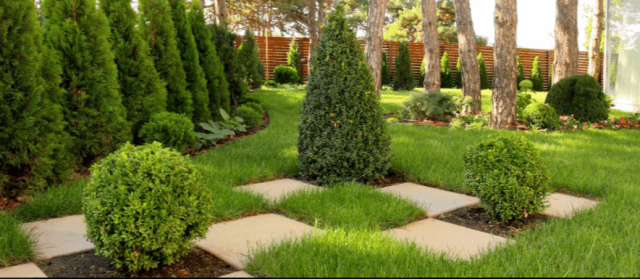 Туи в ландшафтном дизайне