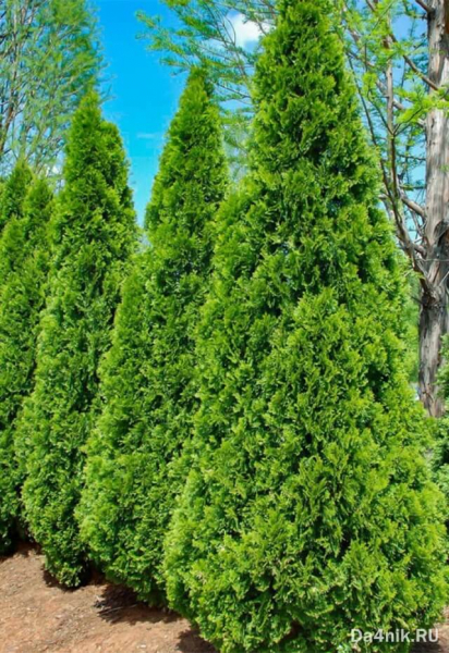 Туи в ландшафтном дизайне