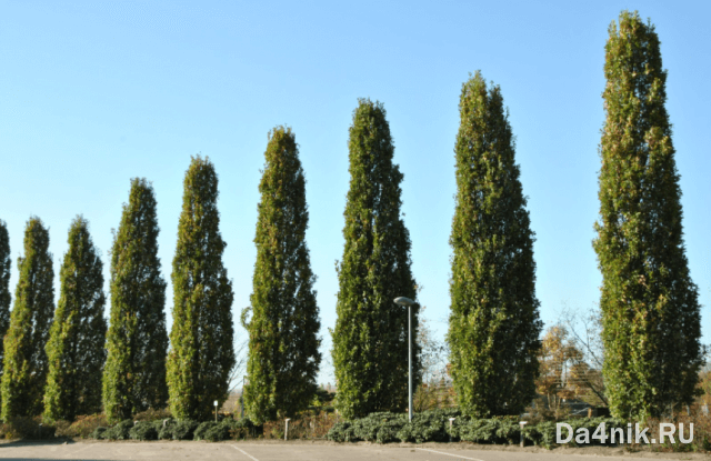 Туи в ландшафтном дизайне