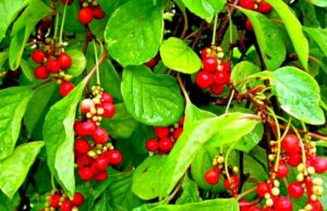 Уникальные лечебные свойства лимонника китайского и основные противопоказания