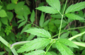 Все о болиголове: описание растения и особенности его лекарственного применения