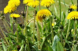 За ромашку и одуванчики штрафовать не будут!