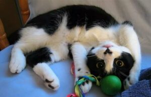 Интересные факты о котах