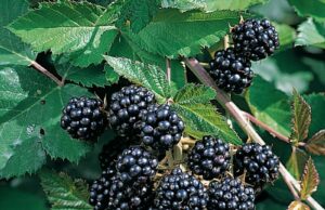 Как правильно сажать ягодные кустарники