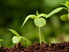 Выбираем регуляторы роста для растений