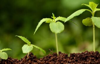 Выбираем регуляторы роста для растений