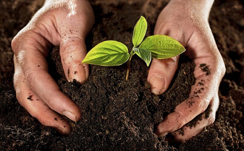 Выбираем регуляторы роста для растений